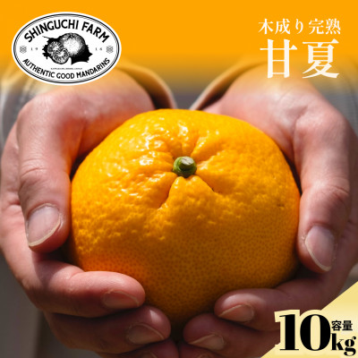 【木成り完熟】甘夏 10kg 『ほのかな苦味とスッキリした甘み』【E70-27】【1470661】