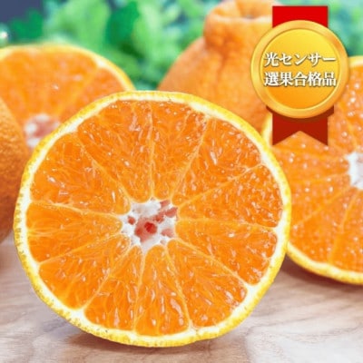 ＼糖度14.0以上酸1.4以下/糖酸選別品 愛媛産 不知火 (しらぬひ) 10kg【D20-8】【配送不可地域：離島】【1094587】