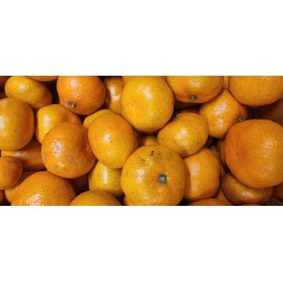 栽培期間中農薬不使用のみかん計12kg【C56-90】【配送不可地域：離島】【1698401】