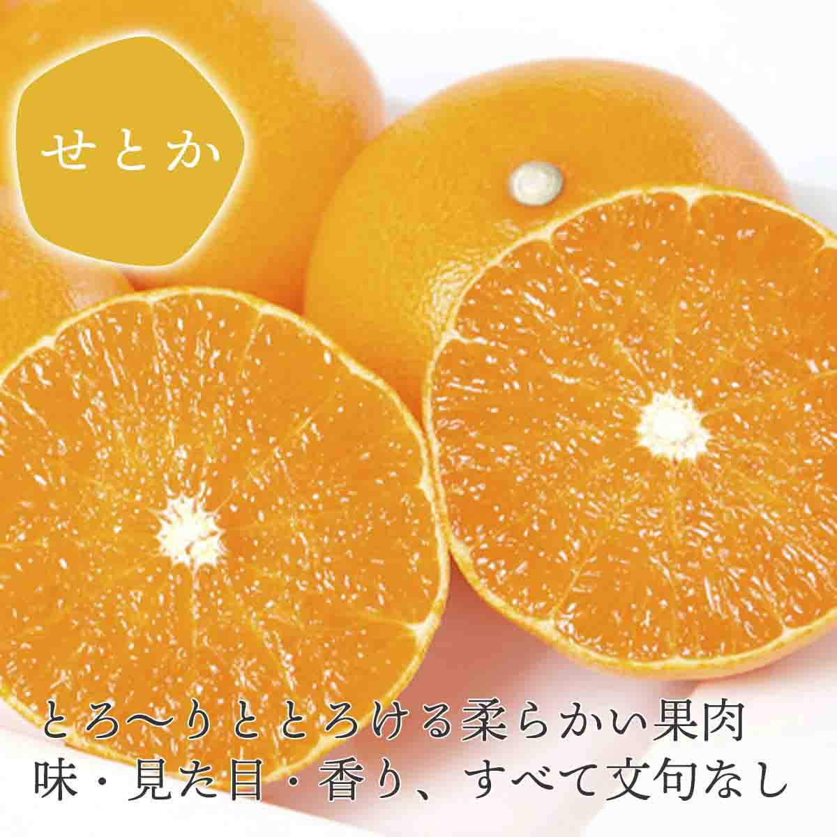 【先行受付】 とろける濃厚果肉 せとか1.5kg 愛媛県八幡浜産【C25-210】【1612641】 YWTAP151