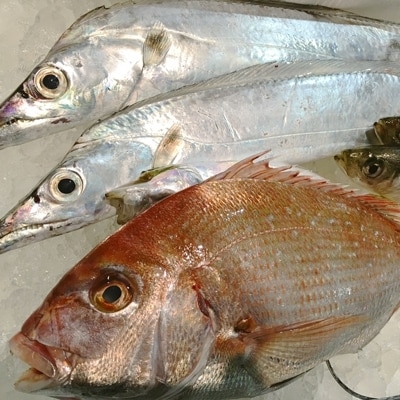 ç«¹äžæ°Žç£ã®å
«å¹¡æµçº!ãé奜ãã«ã¯ããŸããªã!é®®éBOXããF22-135ããé
éäžå¯å°åïŒé¢å³¶ã»åæµ·éã»æ²çžçãã1043165ã