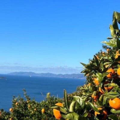 【発送月固定定期便】【訳あり】みかん柑橘のある暮らし【柑橘詰め合わせ便】【H83-53】全6回【4068842】