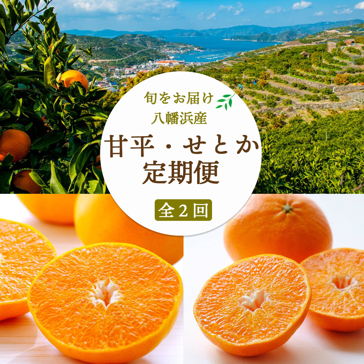 【発送月固定定期便】愛媛の人気2品種を堪能!せとか・甘平 食べ比べ(訳あり)全2回【H25-148】【4004826】 YWTAP092