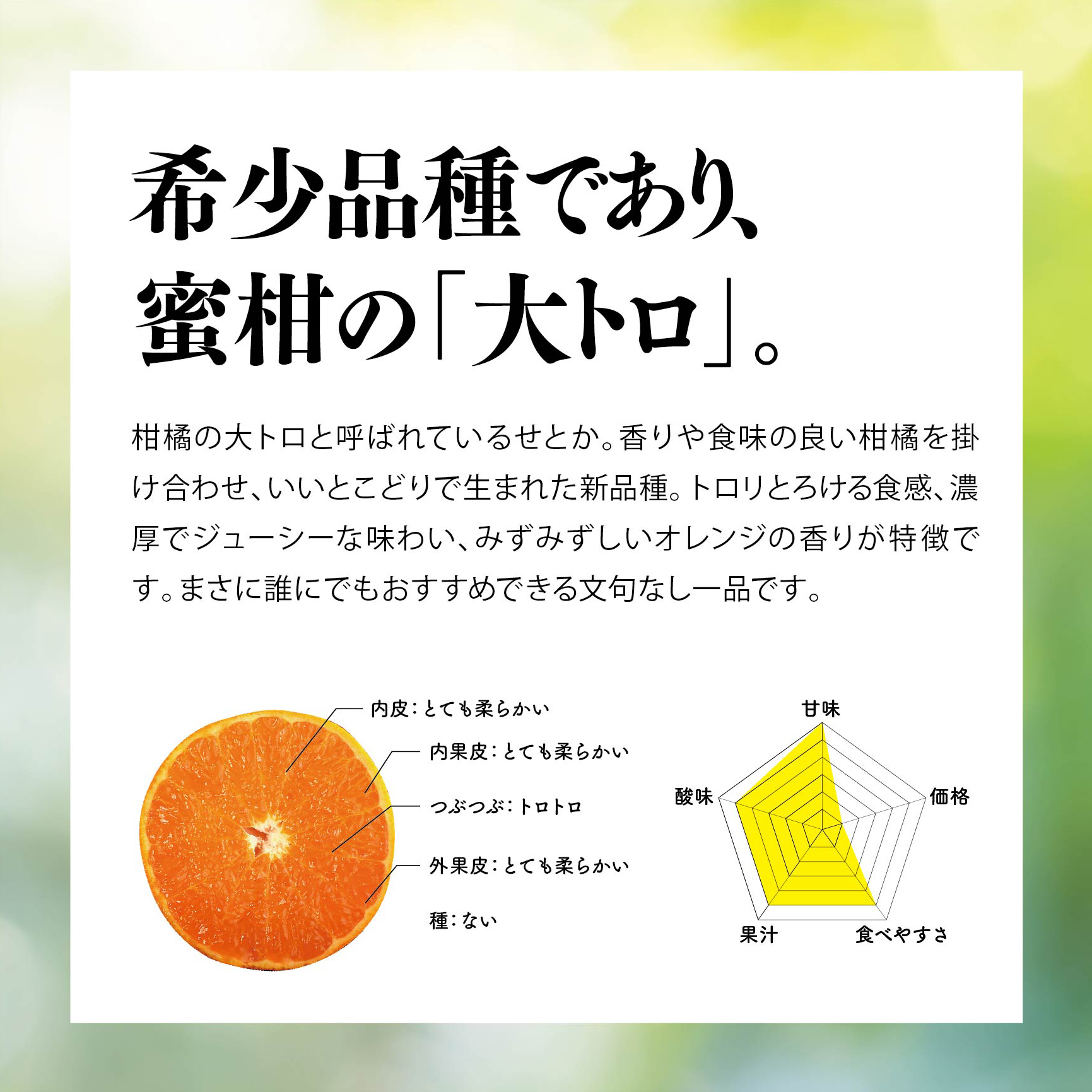 【先行受付】天空の果樹園から届く そらせとか【訳あり】 (4kg)【D95-9】【1702031】 YWTAQ009