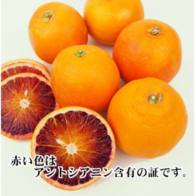 2026年3月出荷開始　アントシアニン含有!「ブラッドオレンジ」約3キロ 【C39-9】【配送不可地域：離島】【1280627】