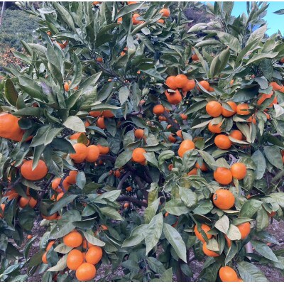 厳選品!! 横ちゃんちの南柑20号 約10kg【D84-10】【1552444】