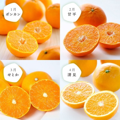 ãçºéæåºå®å®æäŸ¿ãæåªã®äººæ°åçš®ãå³éž!ã¿ããå®æäŸ¿(ç§å)ãH25-166ãå
š12åãé
éäžå¯å°åïŒé¢å³¶ãã4054625ã