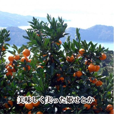 2026年2月発送開始　みずみずしい香り・柑橘の大トロ!「姫せとか」約3.5kg【D39-60】【配送不可地域：離島】【1583778】