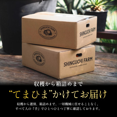 【木成り完熟】甘夏 10kg 『ほのかな苦味とスッキリした甘み』【E70-27】【1470661】