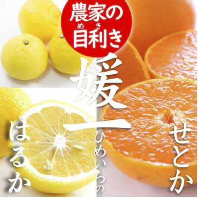 【先行受付】《愛媛・八幡浜柑橘詰合せ》よくばり2箱セット(せとか・はるかの2品種)【C28-37】【1488778】 YWTN025