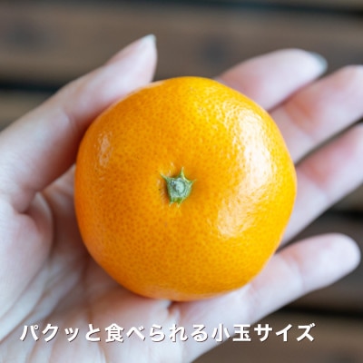 糖度11.0以上　国安さんちの厳選小玉みかん 6kg(3kg×2箱)【F20-29】【1323624】