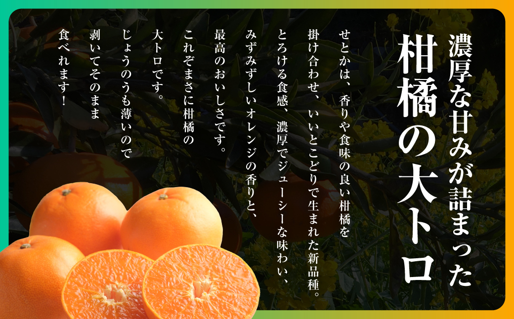 三代目の柑橘の大トロ【せとか】4kg　サイズ:L〜4L混合【E31-52】【配送不可地域：離島】【1631010】 YWTAC041