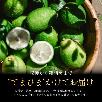 【発送月固定定期便】皮ごと食べられる【グリーンレモン】防腐剤・ワックス不使用【E70-172】全3回【4082669】