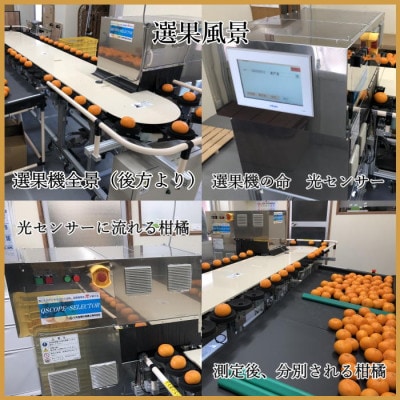 極撰柑橘【雅】光センサー合格品・柑橘の大トロ「 せとか 」約2キロ　【C39-47】【配送不可地域：離島】【1380610】