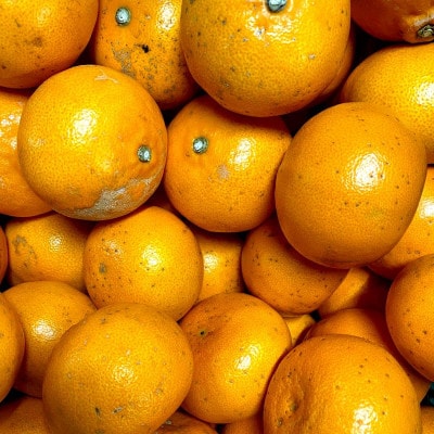 【ご家庭用】せとか 1.5kg みかん 愛媛県 八幡浜産市 西宇和地区 柑橘の女王【C25-299】【1713013】