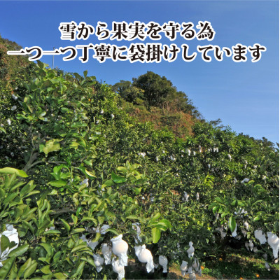 2026年3月出荷開始　アントシアニン含有!「ブラッドオレンジ」約3キロ 【C39-9】【配送不可地域：離島】【1280627】