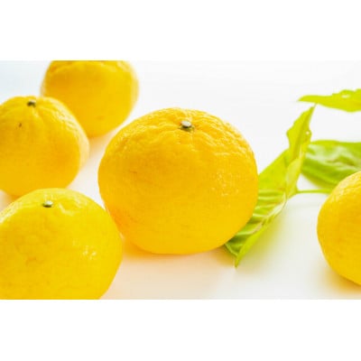 平均糖度13度!愛媛限定生産の希少品種「媛小春」(2.8kg〜3.0kg)【訳あり】【C56-47】【配送不可地域：離島】【1486141】