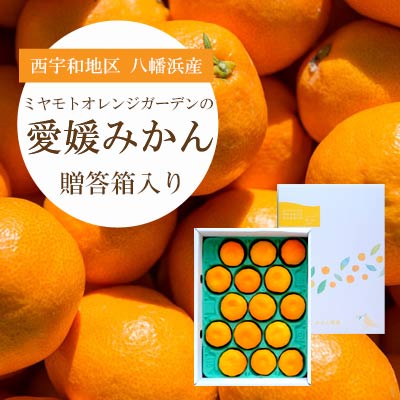 西宇和地区八幡浜産 愛媛みかん 贈答用 15個入り【C25-97】【1356897】 YWTAP048