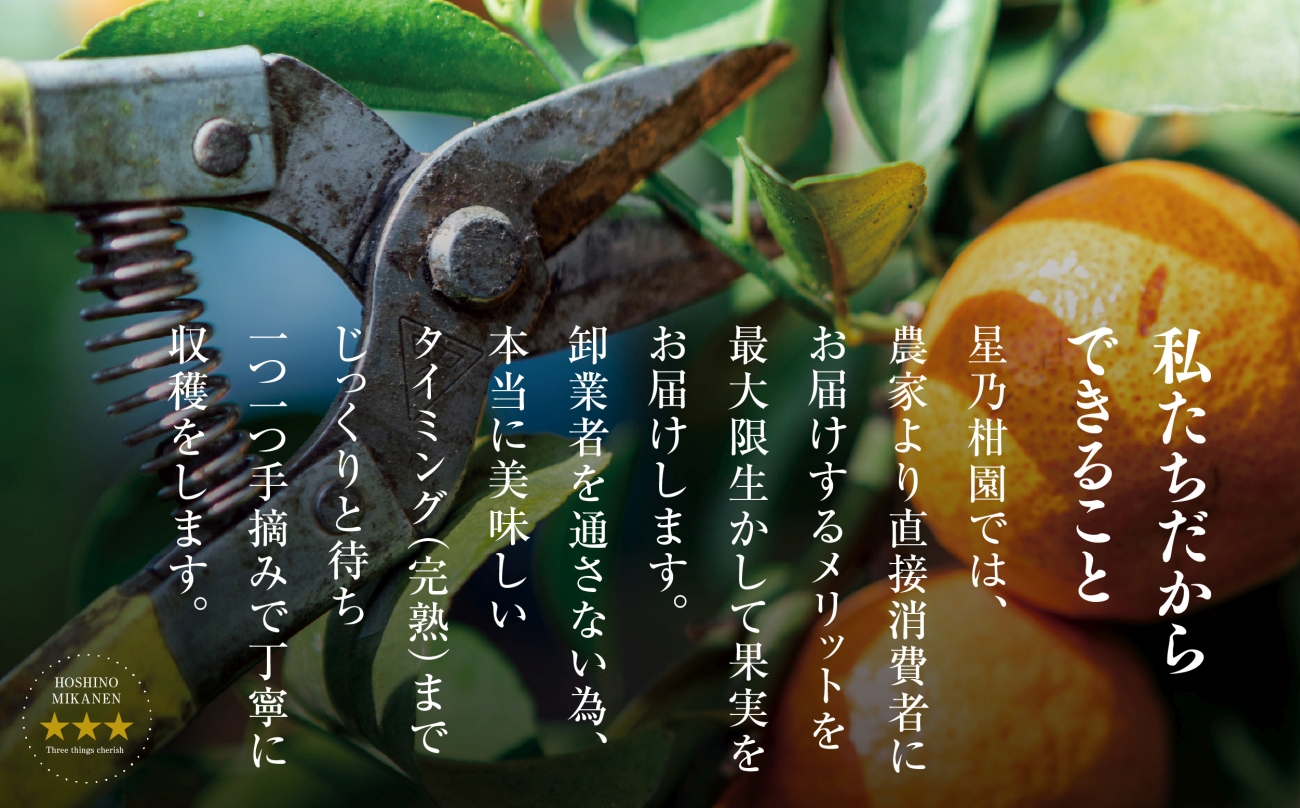 【訳あり】星乃せとか 柑橘の大トロ(2kg)【C45-92】【1625775】