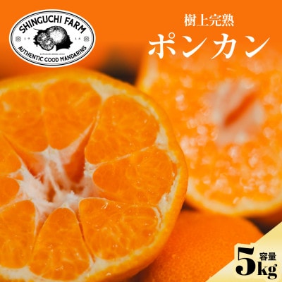 【甘味と酸味のバランスが絶妙】ポンカン 5kg 愛媛県産【D70-24】【1470666】