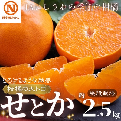 JAにしうわの季節の柑橘(せとか　約2.5kg　化粧箱　施設栽培)【G08-6】【1474214】