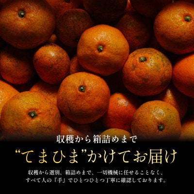 今シーズン発送開始!【訳あり】愛媛みかん 5.5kg 愛媛県産【A70-149】【1700901】