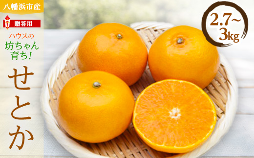 柑橘の鬼たちがつくる八幡浜産・せとか(2.7kg〜3.0kg)[贈答用]【D56-21】【1283618】