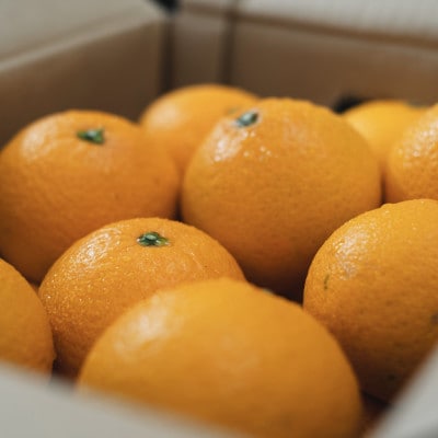 【太陽の恵みをギュッと凝縮】清見 5kg 愛媛県産【D70-14】【1470711】