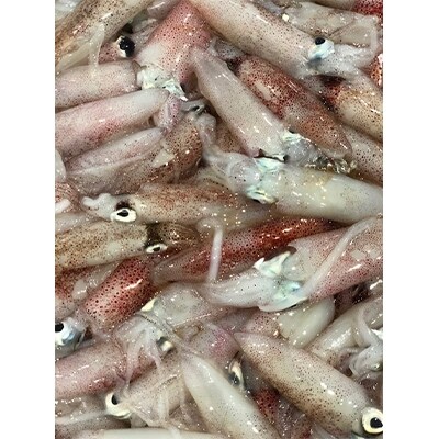 遶ケ荳ュ豌エ逕」縺ョ繝舌Λ繧ケ繝ォ繝。2kg(蟆丞ー上し繧、繧コ)縲織22-223縲代宣埼∽ク榊庄蝨ー蝓滂シ夐屬蟲カ縲代1115290縲