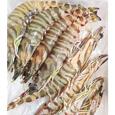 八幡浜発!竹中水産の「天然車海老中ぶりで40匹前後」【H22-222】【配送不可地域：離島】【1047025】