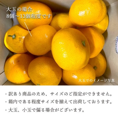 縲2025蟷エ11譛医h繧企谺。逋コ騾√題・ソ螳蜥悟慍蛹コ蜈ォ蟷。豬懃肇 諢帛ェ帙∩縺九s2kg縲占ィウ縺ゅj縲代植25-173縲代1586173縲