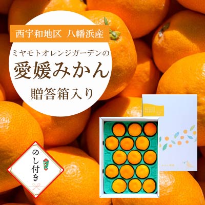 八幡浜産 愛媛みかん【贈答用】15個入り のし付き【C25-167】【1536565】 YWTAP108