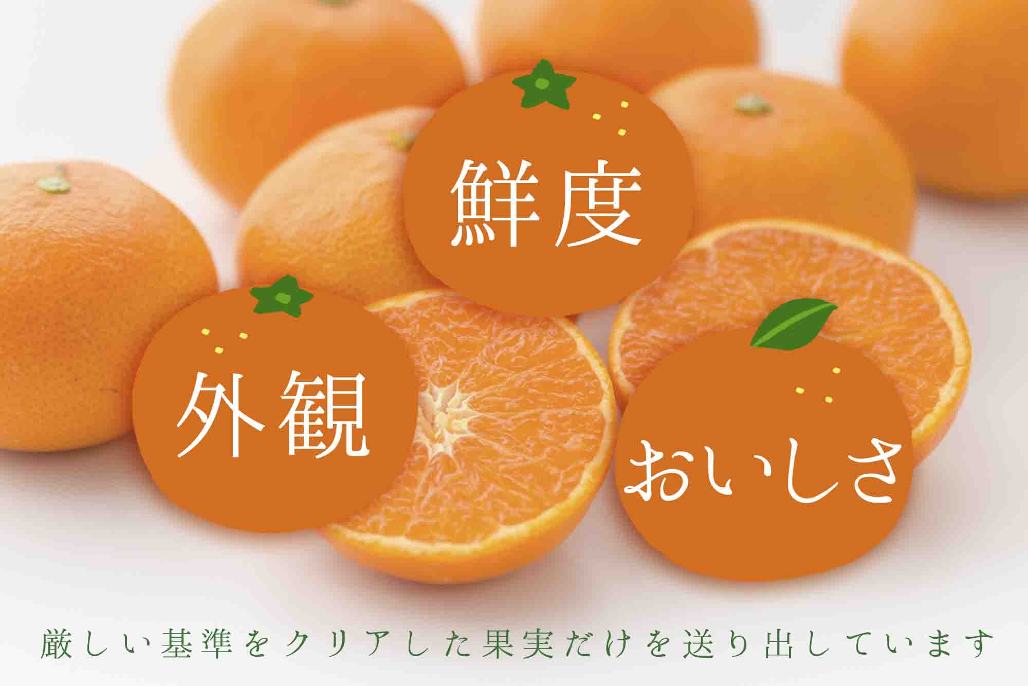 【先行受付】コウ果樹園の贈答用はるか5kg【C33-33】【1441188】 YWTG015