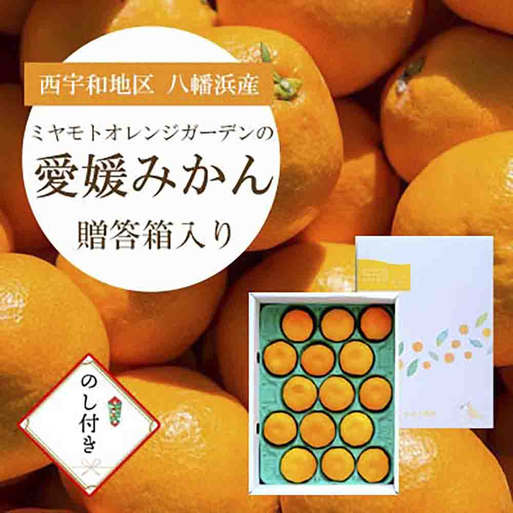 八幡浜産 愛媛みかん【贈答用】15個入り のし付き【C25-167】【1536565】 YWTAP108