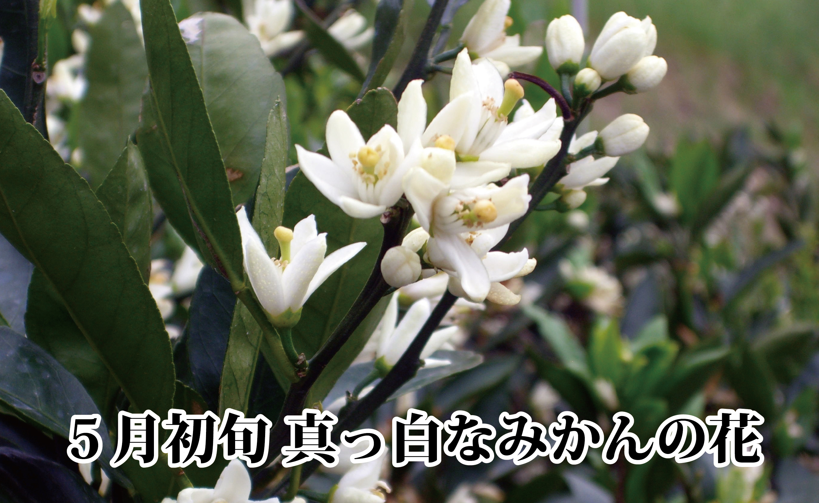 倪éœã®å
ã»ç³å£ã®åå°å
ã»æµ·é¢ã®åå°å
ãæµŽã³ãŠè²ã£ããå
«å¹¡æµã¿ãããçŽ3ãããB39-78ããé
éäžå¯å°åïŒé¢å³¶ãã1625774ã YWTF053