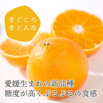 愛媛限定栽培品種 まどんな寒天ゼリーセット8本 ミヤモトオレンジガーデン【C25-25】【1044274】