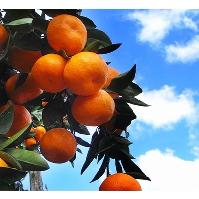 無添加100%ストレートジュース(きわみジュース×せとかジュース)2本セット【F19-5】【1059658】