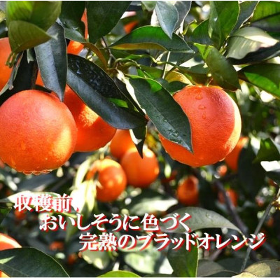 2026年3月出荷開始　アントシアニン含有!「ブラッドオレンジ」約3キロ 【C39-9】【配送不可地域：離島】【1280627】