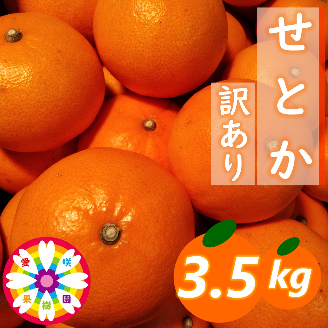 【先行受付】愛咲果樹園「せとか」訳あり約3.5kg【71-43】YWTS069