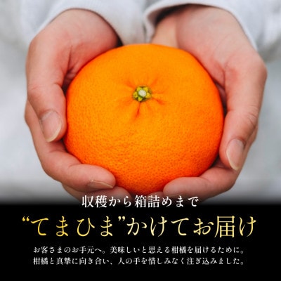 【数量限定】五代目が厳選した「完熟甘平」1.5kg【C70-158】【1707171】