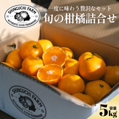 【愛媛 旬のプレミアム柑橘】極上食べ比べセット 5kg【E70-128】【1684311】