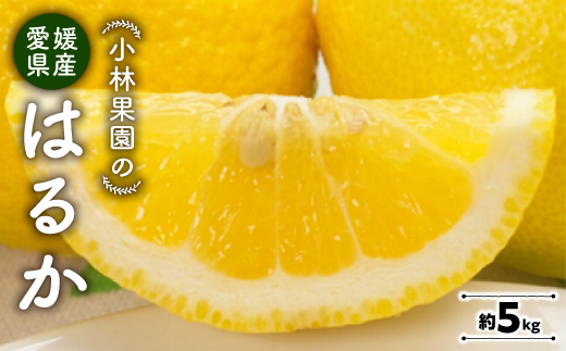 小林果園のはるか(約5kg)【C24-22】【1124428】