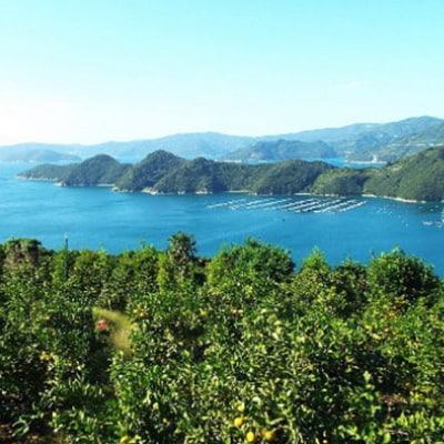 口いっぱいに広がる爽やかな甘み!「はるか」約5kg入【C28-20】【配送不可地域：離島】【1046133】