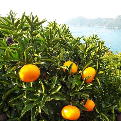 æåªã®ææ©ã®ä»£åè©!ãããšããçŽ2.5kgå
¥ãC28-40ãã1437356ã