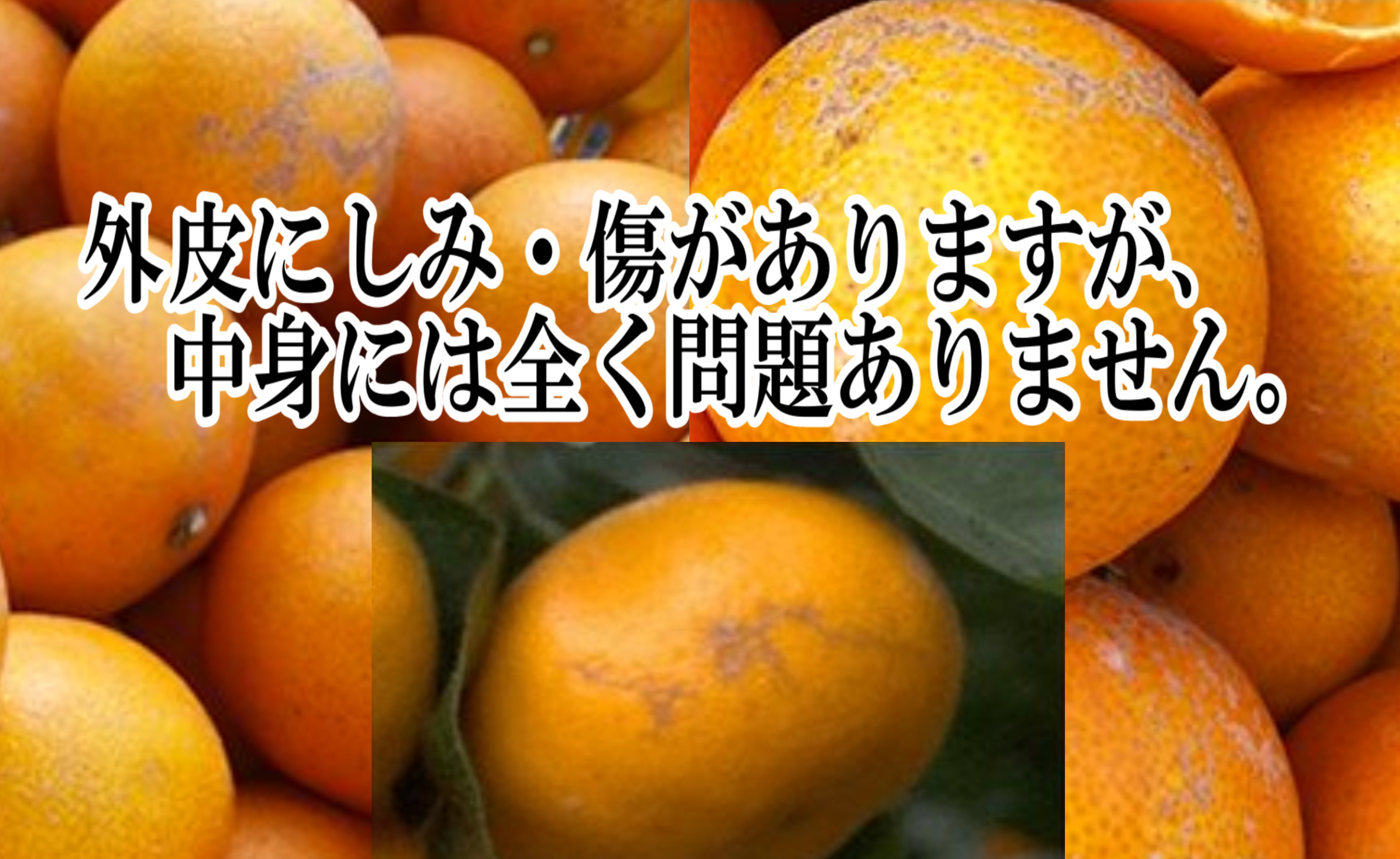 2027年2月〜順次発送　柑橘の大トロ!「せとか」約2.5キロ【訳あり品・家庭向け】【C39-65】【配送不可地域：離島】【1619102】 YWTF040