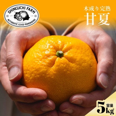 【木成り完熟】甘夏 5kg 『ほのかな苦味とスッキリした甘み』【C70-26】【1470662】