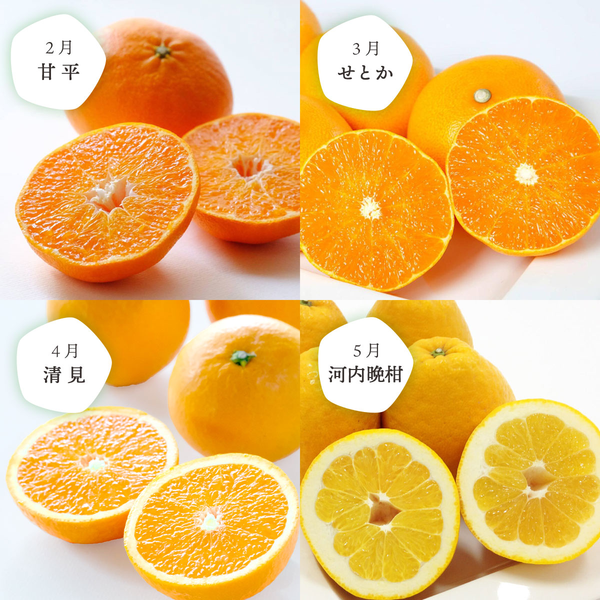 【発送月固定定期便】愛媛の人気品種を厳選! みかん定期便(秀品)全8回【H25-116】【4001037】 YWTAP059