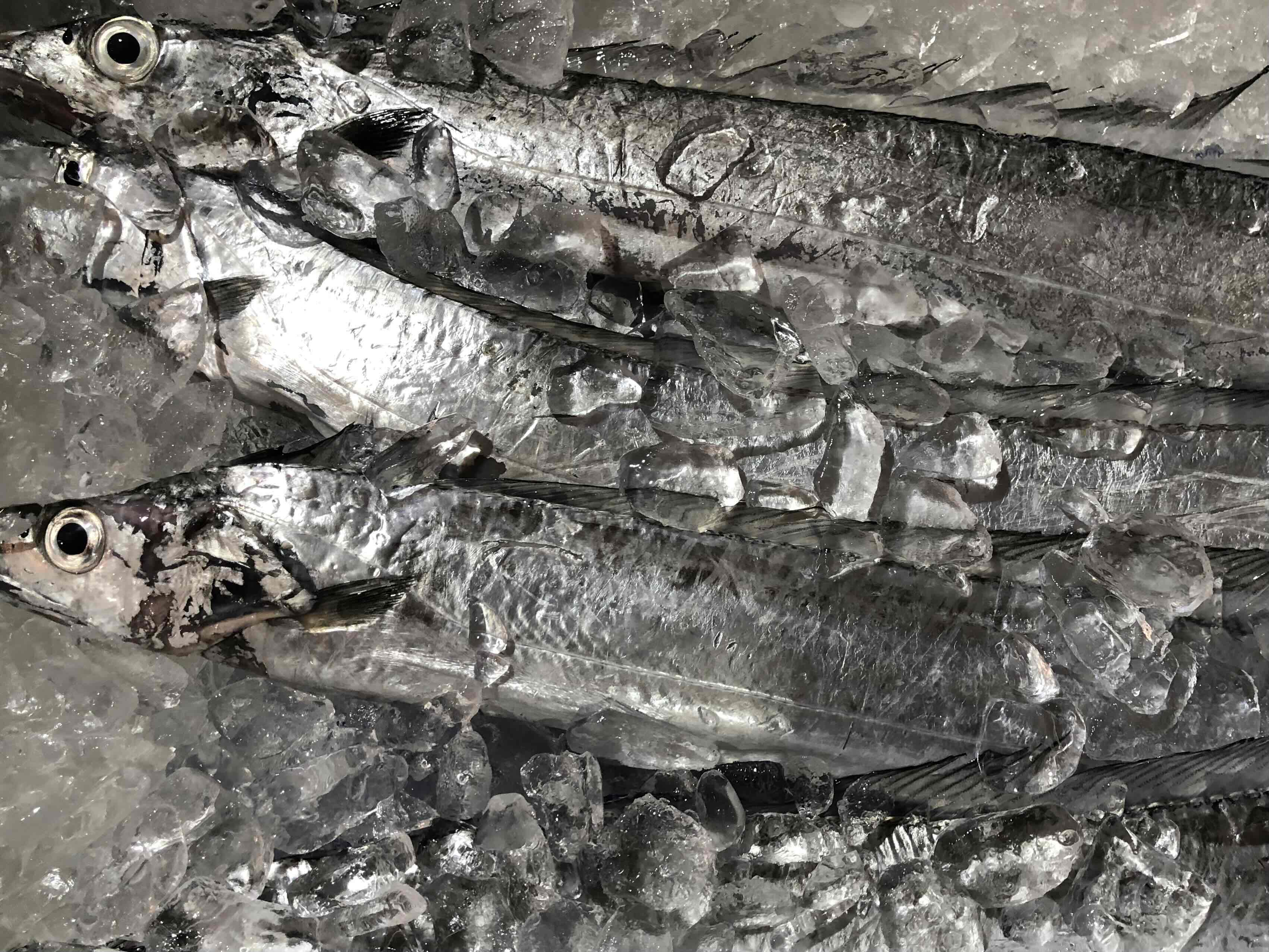 竹中水産の「釣の太刀魚」　約2キロ!【F22-264】【配送不可地域：離島・北海道・沖縄県】【1078740】 YWTM082