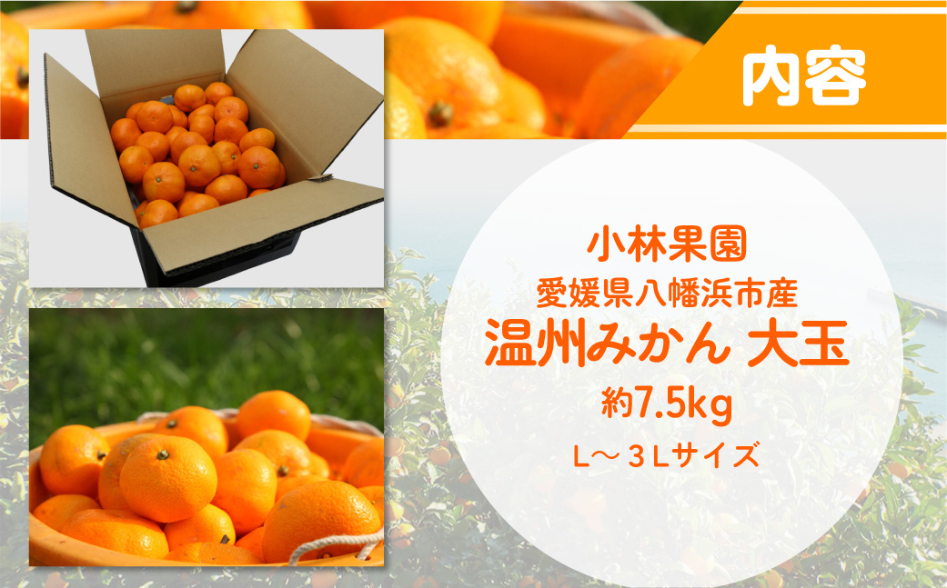 【先行受付】小林果園の温州みかん 約7.5kg　大玉サイズ【C24-33】 YWTAD024