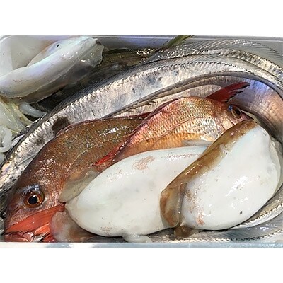 竹中水産の一押し「お手軽鮮魚2」2キロ前後【D22-236】【配送不可地域：離島・北海道・沖縄県】【1073397】